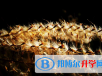 2021年寶雞中考網絡應用服務平臺