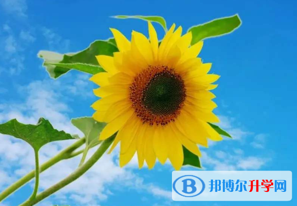 2021年廣元中考派的學校有哪些學校