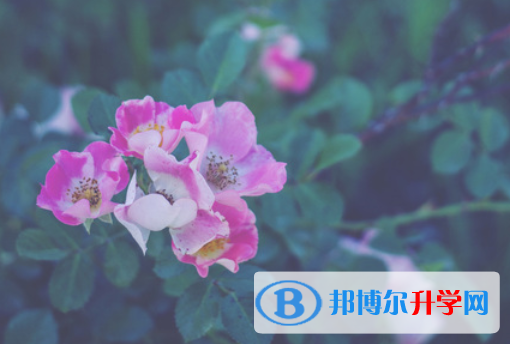 2021年廣安中考自主招生報名有哪些學校