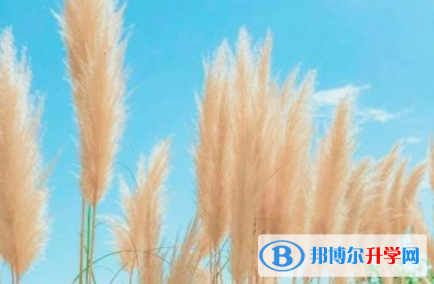2021年廣元中考重點復習資料