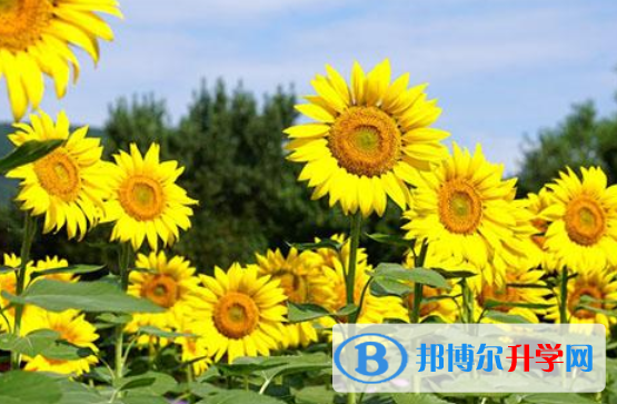 重慶中考成績如何查詢