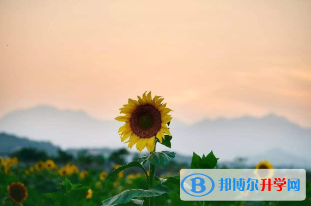 成都中考成績查詢系統