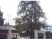 四川省成都市石室聯合中學2022年招生錄取分數線