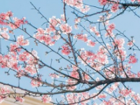 2021年涼山中考重點線