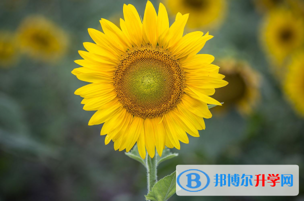 2021年咸陽中考報名是哪個網站