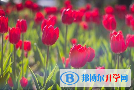 2021年安康中考體考標準