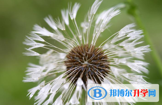 2021年石家莊中考成績什么時間知道