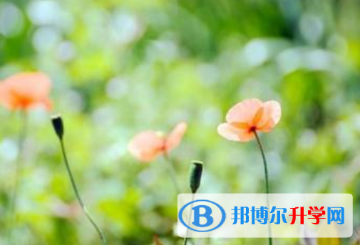 2021年商洛中考招生網絡應用服務平臺