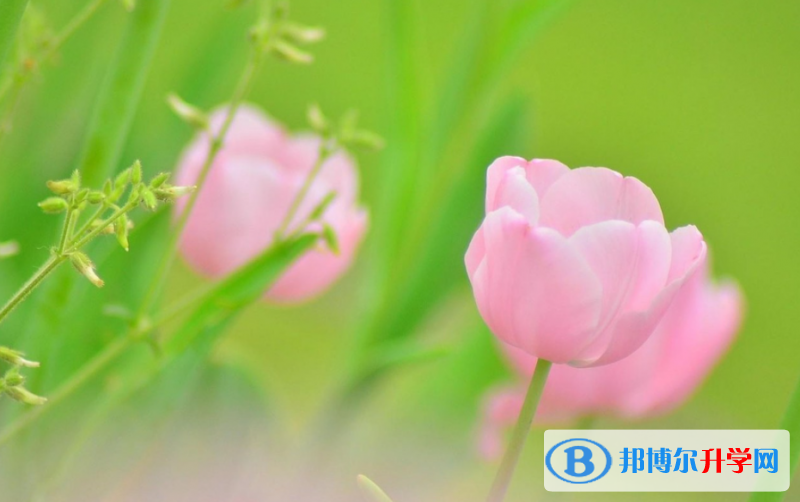 張家口2021年中考查詢系統的密碼記不到了怎么辦