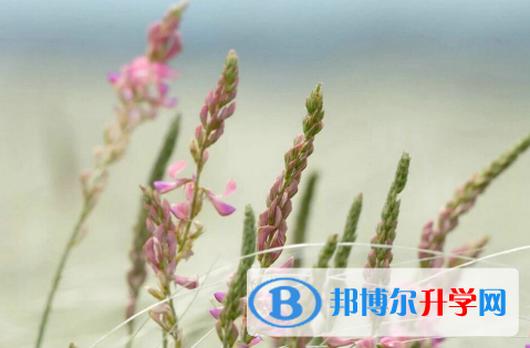 秦皇島2021年中考報志愿時間