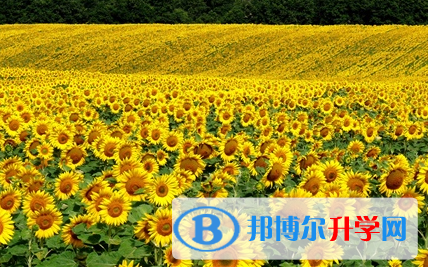 承德2021年中考規則