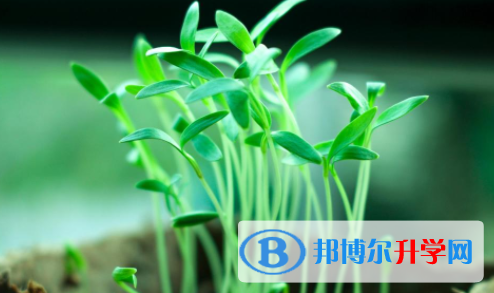 德陽2021年網上查詢中考成績怎么查詢