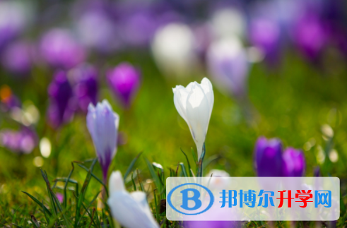 德陽2021年怎樣從網上查詢中考成績
