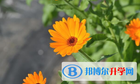 綿陽2021年中考招生考試查詢系統