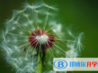 綿陽2022年中考推薦生自薦信