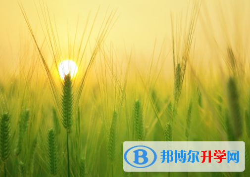 綿陽2022年中考要求