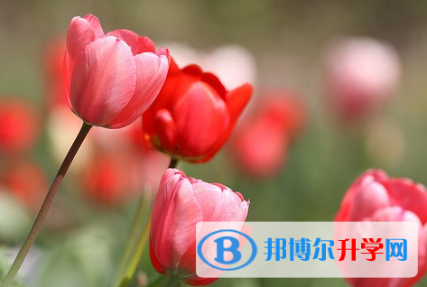 遂寧2022年各個學校中考錄取線