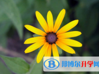 內江2022年中考怎樣填志愿