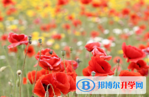 樂山2022年中考網上報名模擬