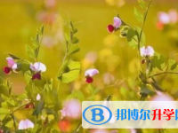 樂山2022年中考怎么填志愿才可以上到好的學校