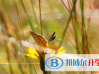 宜賓2022年中考沒考好可以復讀嗎