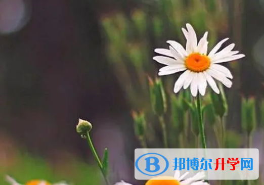 宜賓2022年中考372可以讀的學校